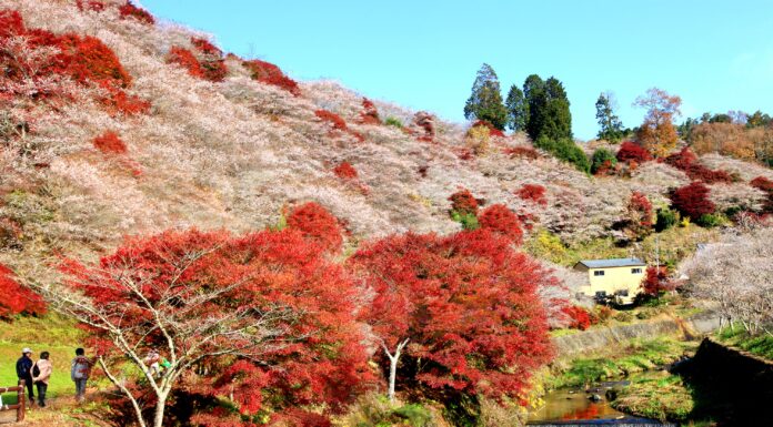 ความมหัศจรรย์ของซากุระบานพร้อมใบไม้แดงที่เมือง Obara