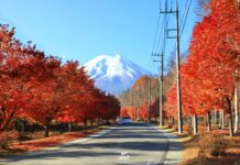 Onshirin ถนนสายเมเปิ้ล