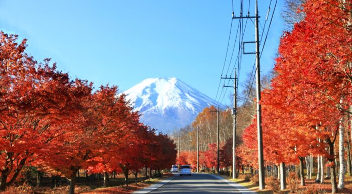 Onshirin ถนนสายเมเปิ้ล