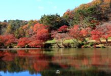 ใบไม้เปลี่ยนสีสวน Janohana Park