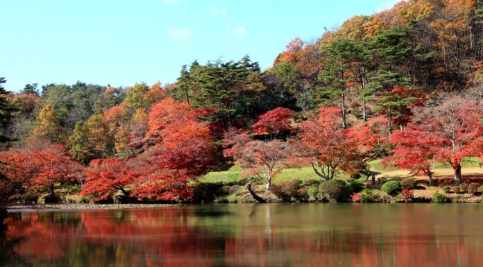 ใบไม้เปลี่ยนสีสวน Janohana Park