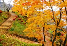 ใบไม้เปลี่ยนสีสวน Kamega-jo Park