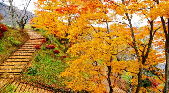 ใบไม้เปลี่ยนสีสวน Kamega-jo Park