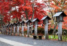 ใบไม้เปลี่ยนสีสวน Nanko Park