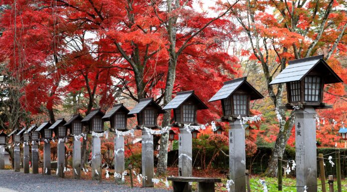 ใบไม้เปลี่ยนสีสวน Nanko Park