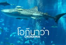 เที่ยว “โอกินาว่า” (Okinawa) เกาะสวรรค์แดนใต้ของญี่ปุ่น