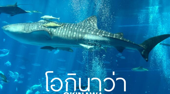 เที่ยว “โอกินาว่า” (Okinawa) เกาะสวรรค์แดนใต้ของญี่ปุ่น