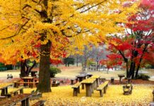 ใบไม้เปลี่ยนสีสวน Ryokusui-en