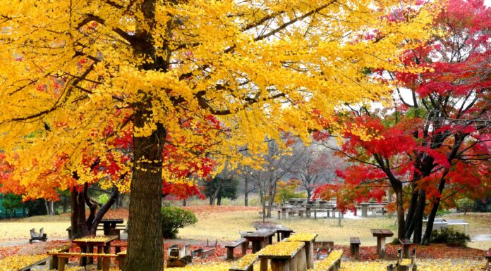 ใบไม้เปลี่ยนสีสวน Ryokusui-en