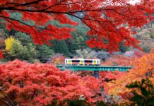 ใบไม้เปลี่ยนสีสวน Yamatsuriyama Park