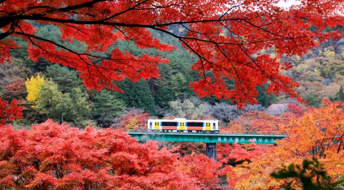 ใบไม้เปลี่ยนสีสวน Yamatsuriyama Park