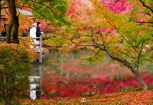 ใบไม้เปลี่ยนสี Kyoto Botanical Garden