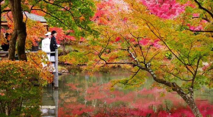 ใบไม้เปลี่ยนสี Kyoto Botanical Garden