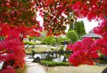 ใบไม้เปลี่ยนสี Himeji Koko-en