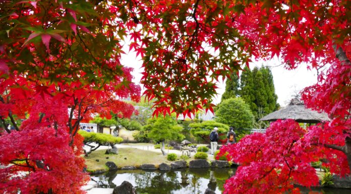 ใบไม้เปลี่ยนสี Himeji Koko-en