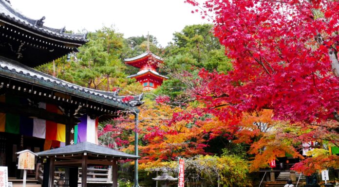 ใบไม้เปลี่ยนสี Imakumano Kannon-ji