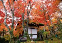 ใบไม้เปลี่ยนสีวัด Jojakko-ji