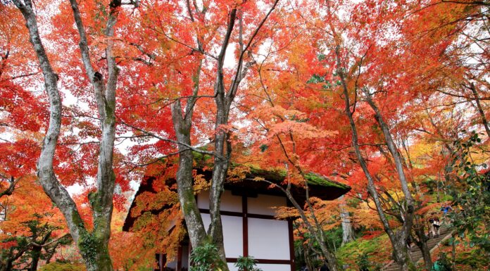 ใบไม้เปลี่ยนสีวัด Jojakko-ji
