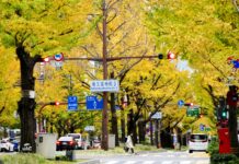 Midosuji ถนนสายต้นแปะก๊วย