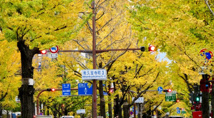 Midosuji ถนนสายต้นแปะก๊วย