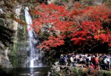 ใบไม้เปลี่ยนสีน้ำตกมิโน (Minoo)