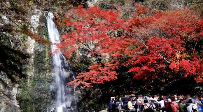 ใบไม้เปลี่ยนสีน้ำตกมิโน (Minoo)