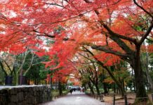 ใบไม้เปลี่ยนสีวัดนันเซ็นจิ (Nanzen-ji)