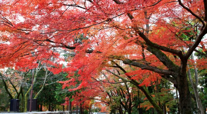 ใบไม้เปลี่ยนสีวัดนันเซ็นจิ (Nanzen-ji)