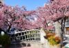 ซากุระหน้าหนาว ATAMI SAKURA