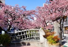ซากุระหน้าหนาว ATAMI SAKURA