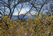 ROUBAI ดอกไม้ฤดูหนาว