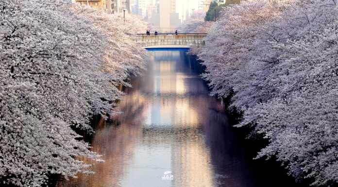 ปักหมุด 18 จุดชมซากุระในโตเกียว