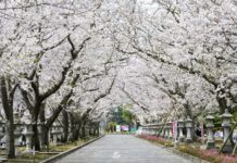 คิวชูซากุระสวน Chiran Heiwa Park