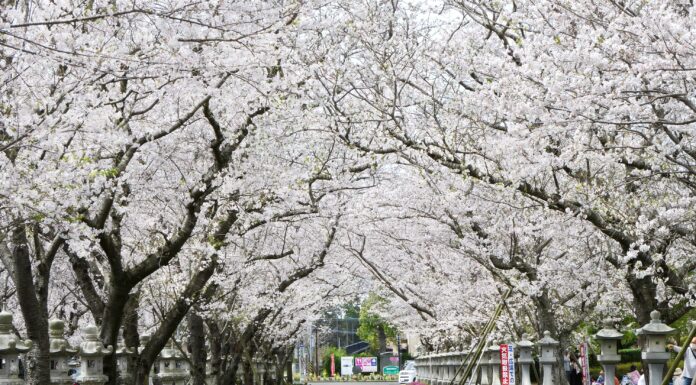 คิวชูซากุระสวน Chiran Heiwa Park