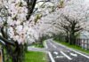 ซากุระบนเส้นทางจักรยาน Jofuku Cycle Road