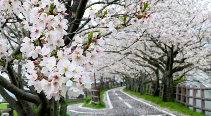 ซากุระบนเส้นทางจักรยาน Jofuku Cycle Road