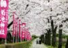 ซากุระ Kikuchi Park บนเกาะคิวชู