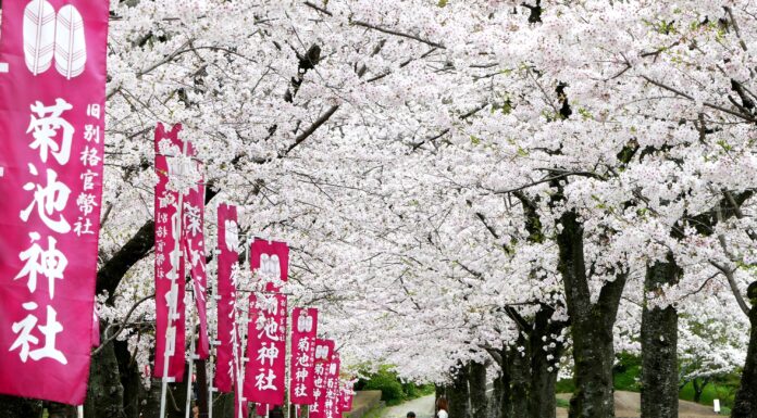 ซากุระ Kikuchi Park บนเกาะคิวชู