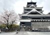 ซากุระปราสาท Kumamoto Castle
