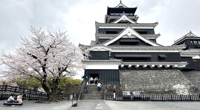 ซากุระปราสาท Kumamoto Castle