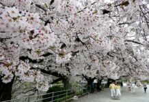 คิวชูซากุระ สวน Maizuru Park