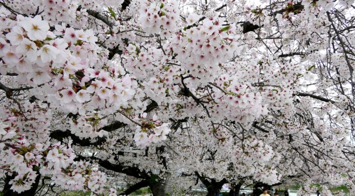 คิวชูซากุระ สวน Maizuru Park