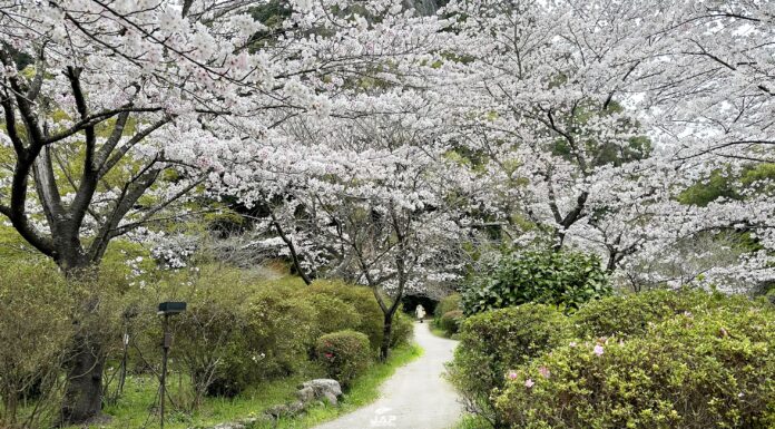 ซากุระสวน Mifuneyama Raku-en