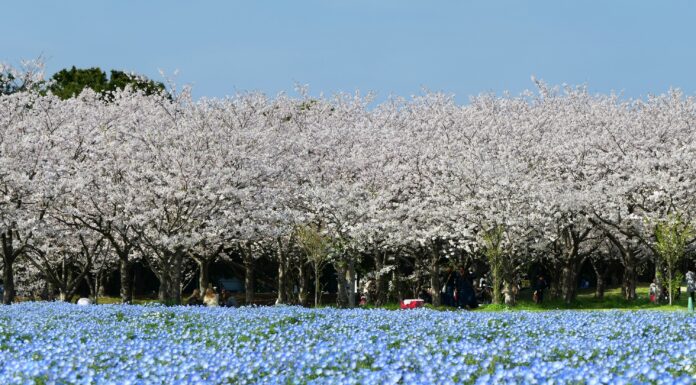 ซากุระสวน Uminonakamichi Seaside Park