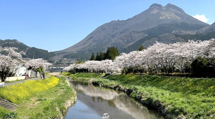 ซากุระ Yufu-in บนเกาะคิวชู
