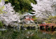 คันไซซากุระวัดไดโกจิ (Daigoji Temple)