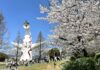 คันไซซากุระสวน Expo’70 Commemorative Park