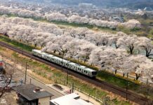 ชี้เป้า 17 จุดชมซากุระภูมิภาค Tohoku