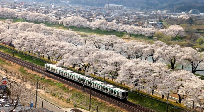 ชี้เป้า 17 จุดชมซากุระภูมิภาค Tohoku