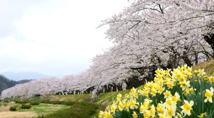 Hinokinai-gawa Zutsumi